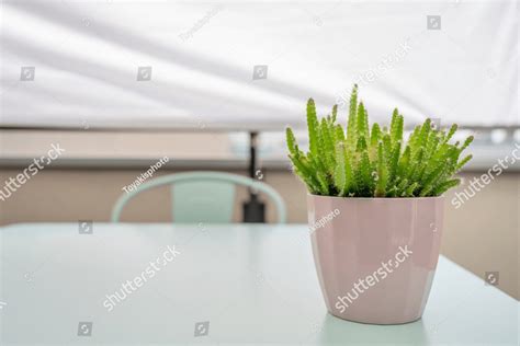 Hylocereus Undatus In Pink Pot On Light Blue Garden Table Protected