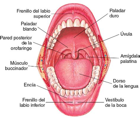 Boca