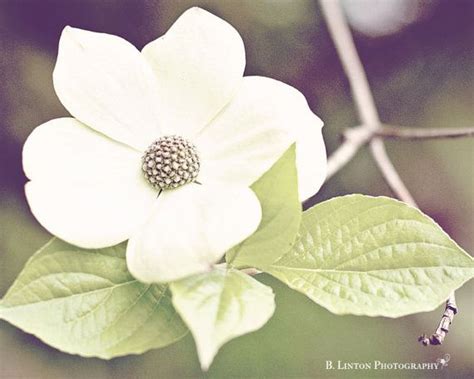 Flower Photography Nature Photograph