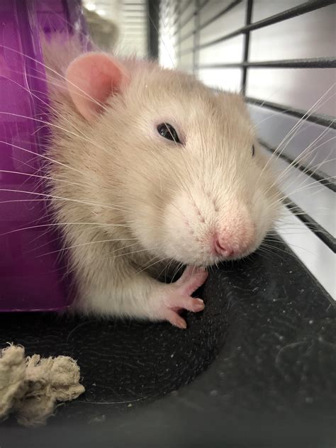 chubby baby doin a sleep : r/RATS