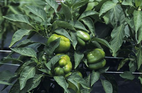 Bell Pepper Leaves