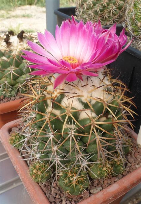 Coryphantha Elephantidens Il Fiore Tra Le Spine