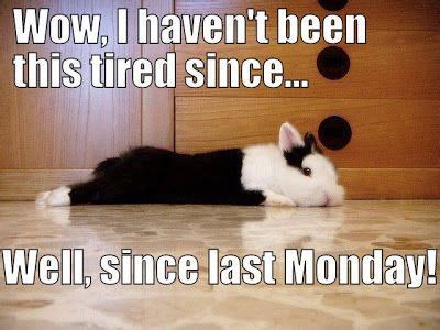 I Haven't Been This Tired Since....Well, Since Last Monday! Pictures ...