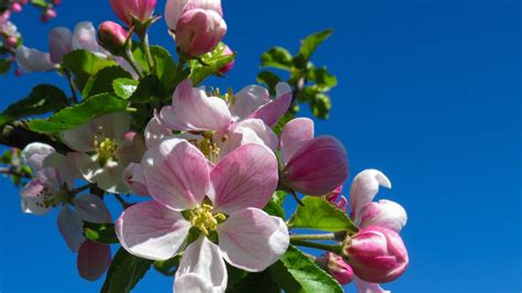 How To Grow An Apple Tree In Your Backyard About Tree