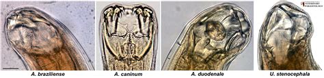 Ancylostoma sp. Roundworms - MONSTER HUNTER'S GUIDE TO: VETERINARY ...