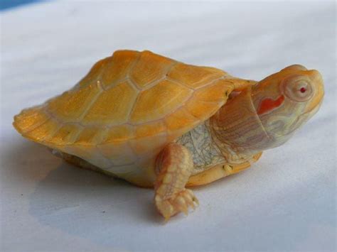 Albino Red Eared Slider Turtle for sale | baby red ear slider turtles