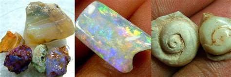 Opalized Fossil