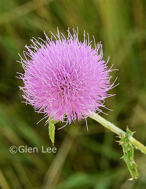 Cirsium Flodmanii Photos Saskatchewan Wildflowers