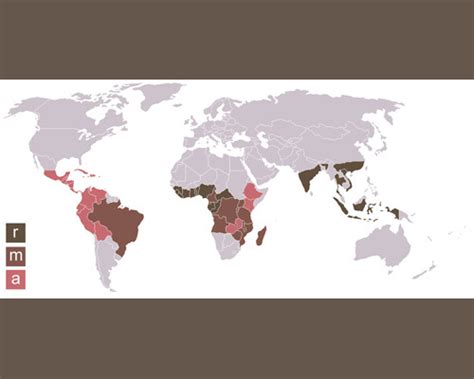 Arabica vs Robusta - The Sasquatch Coffee Company