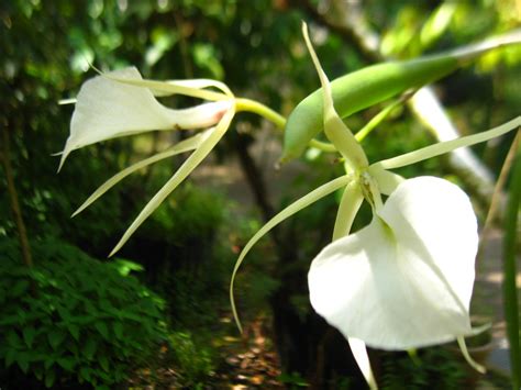 Brassavola Nodosa Brassavola Nodosa Siaogu Flickr