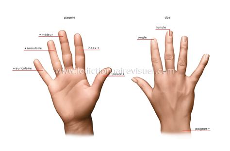 Phalanges de la main; os des doigts de la main; phalanges des doigts de ...