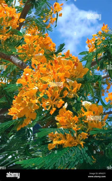 Yellow Delonix Regia Royal Flamboyant Tree Stock Photo Alamy