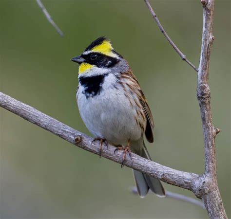 Birding Shanghai In March Birds