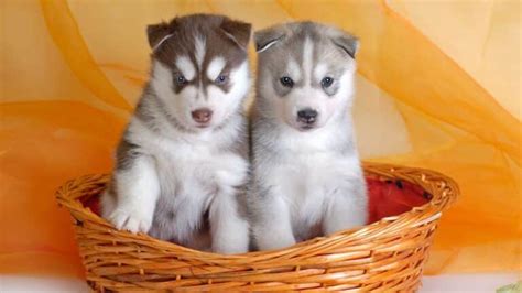 How To Breed Siberian Huskies 7 Step Breeding Guide