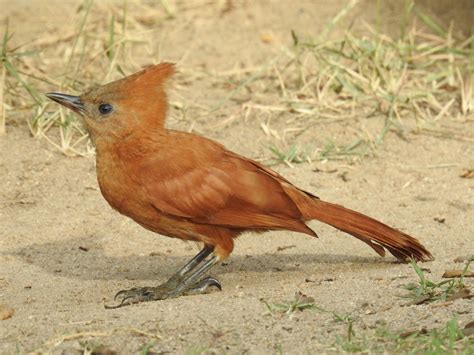 Foto Casaca De Couro Pseudoseisura Cristata Por D Ner V Souza Wiki