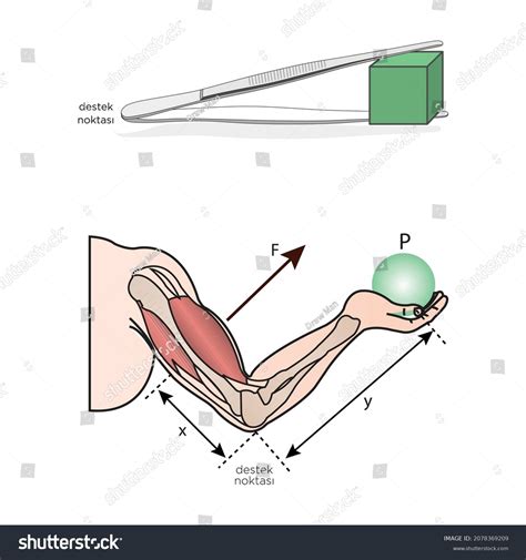 Newtons First Law Motion Infographic Diagram Stock Vector (Royalty Free ...