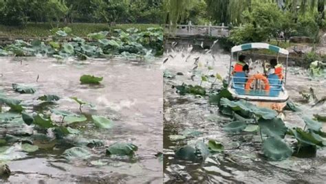 雨后大明湖鱼群跃出水面，现“鱼跃龙门”景观，此起彼伏场面震撼