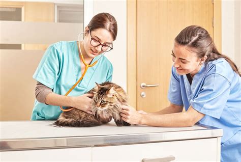 Cistitis En Gatos Que Hacemos Vets Clinics