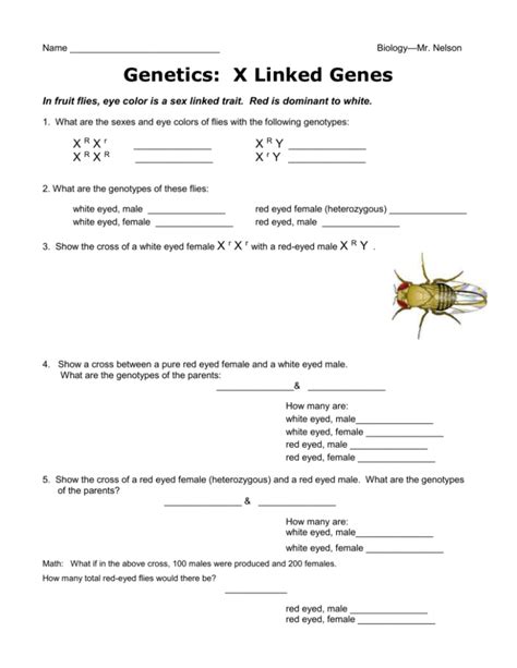 X Linked Traits Genetics Worksheetdoc