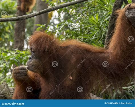 Orangutan Sat Among Jungle Foliage Stock Photo Image Of Sumatra