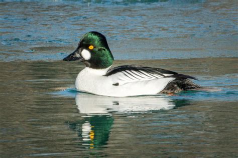 Common Goldeneye Overview And Images Great Bird Pics