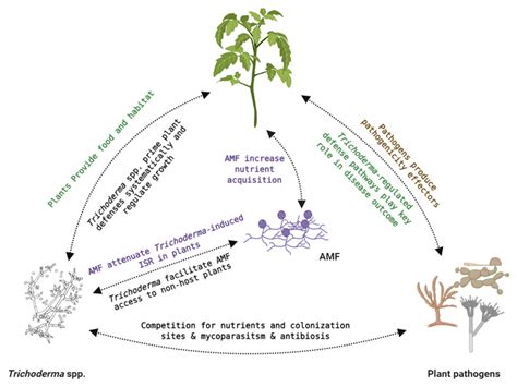 JoF Free Full Text Deciphering TrichodermaPlantPathogen