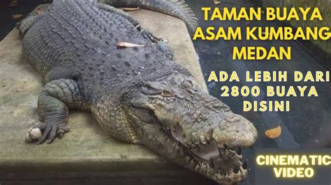 Taman Buaya Asam Kumbang Medan Asam Kumbang Medan Wisata Medan