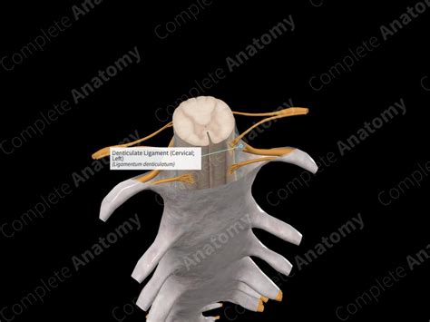 Denticulate Ligament (Cervical; Left) | Complete Anatomy