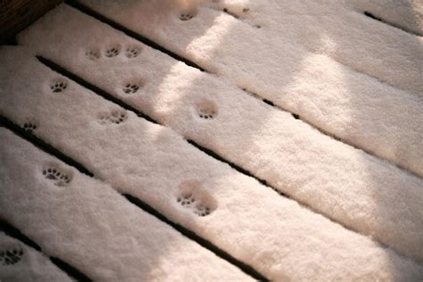 Premium Photo Cat Paws On Fresh Snow Cat Footprints In The Snow Cat