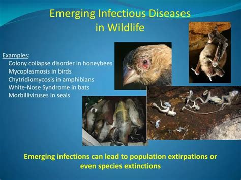 PPT Emerging Infectious Diseases In Wildlife PowerPoint Presentation