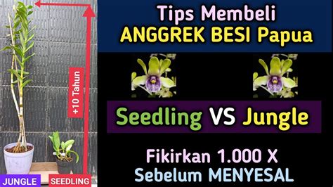 Anggrek Besi Papua Dendrobium Violaceoflavens Youtube