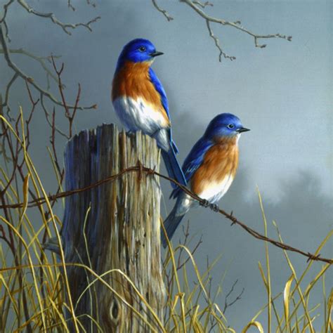 Robins On Post Birds Painting Wildlife Art Watercolor Bird