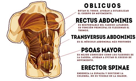 Músculos abdominales definición anatomía función tipos y mucho más