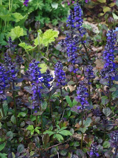 Ajuga Reptans Catlins Giant Beth Chatto Plants And Gardens