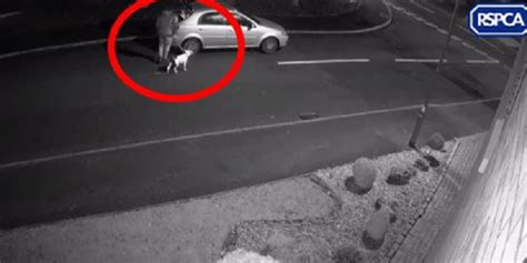 La Vid O D Chirante D Un Homme Qui Abandonne Son Chien En Pleine Rue