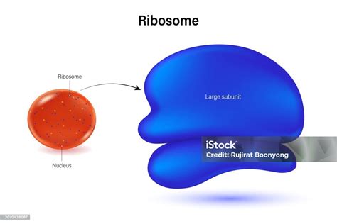 Ribosome Structure Vector Large Subunit And Small Subunit Protein