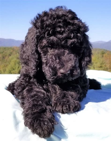 Black F1BB Goldendoodle Puppy | Goldendoodle breeders, Goldendoodle ...