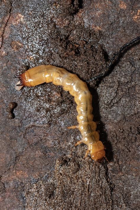 Pyrochroinae From Highland Lakes State Park Middletown NY US On