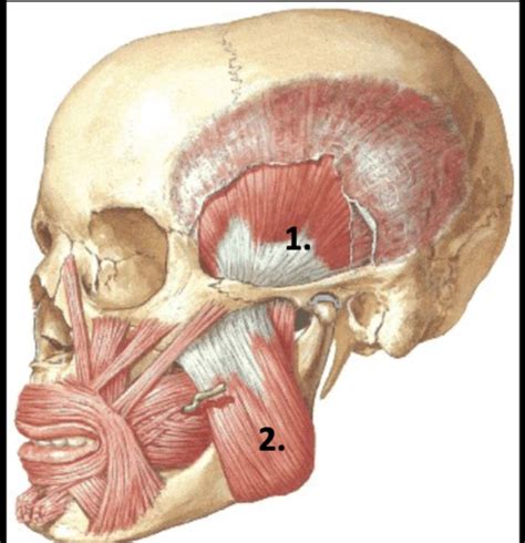 B Ga Infratemporal Region Tmj Muscles Of Mastication Cn V