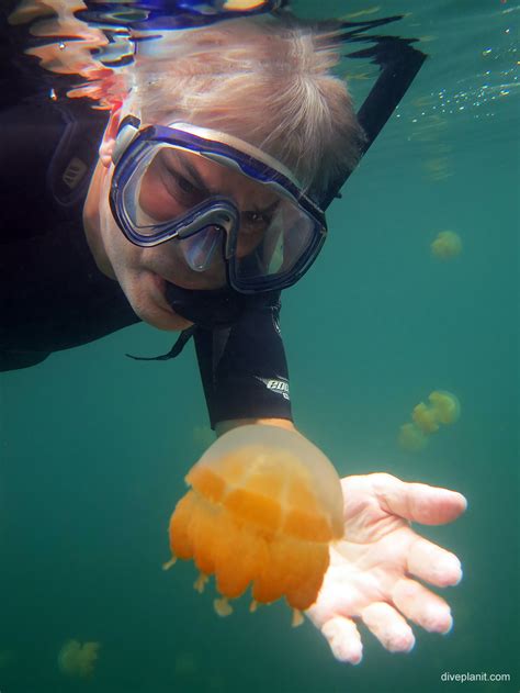 Jellyfish Lake A Lake Of Harmless Jellyfish In Palau