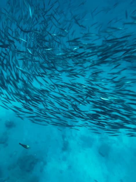 Um cardume de peixes está debaixo d água e a palavra peixe está no