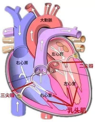 心脏彩超提示二尖瓣，三尖瓣轻度返流是什么意思？该怎么办？治疗