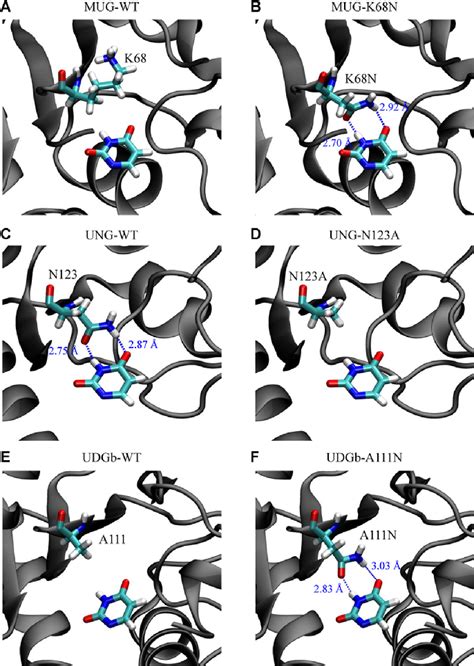 PDF A Structural Determinant In The Uracil DNA Glycosylase