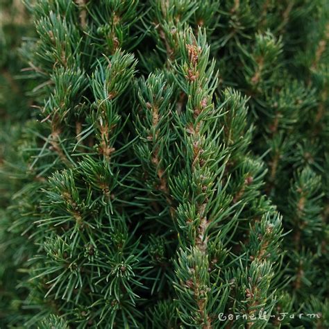 Picea Glauca Jeans Dilly 3 Gal Dwarf Alberta Spruce Cornell Farm