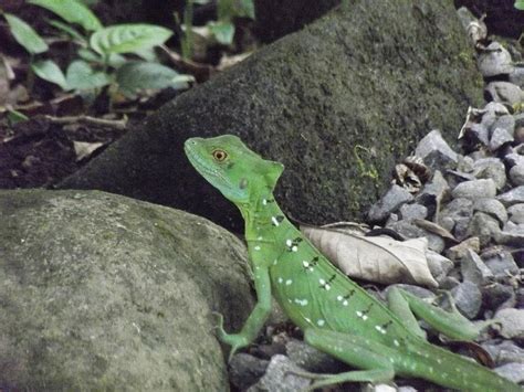 Baby Iguana Photograph by William Patterson | Fine Art America