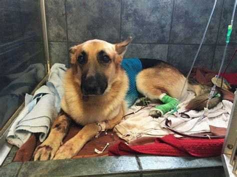 El Valiente Acto Heroico De Un Fiel Compa Ero Un Perrito Salva A Una