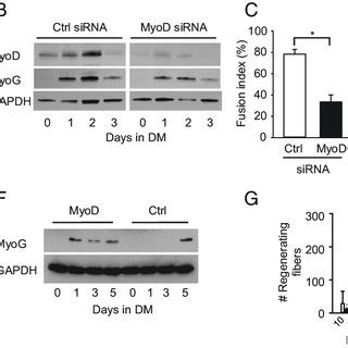 The Inhibition Of Differentiation By Deltex2 Occurs Through The