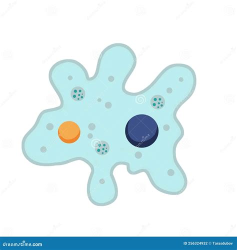 Amoeba Cell Structures Biology Diagram Cartoon Vector 212625131