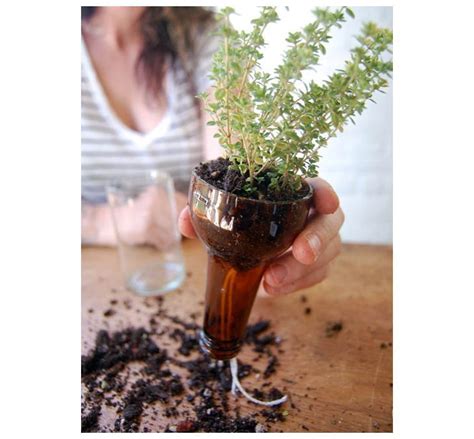 Plante En Pot Sans Arrosage