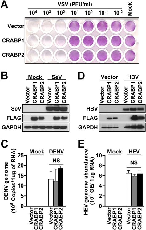 Hcv Specific Regulation Of The Viral Life Cycle By Crabps A Huh